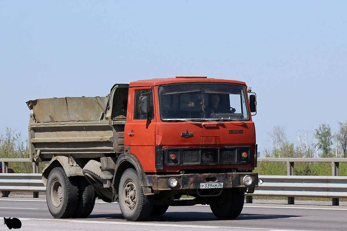 Воронежская область, № Р 339 КМ 36 — МАЗ-5551 [555100]