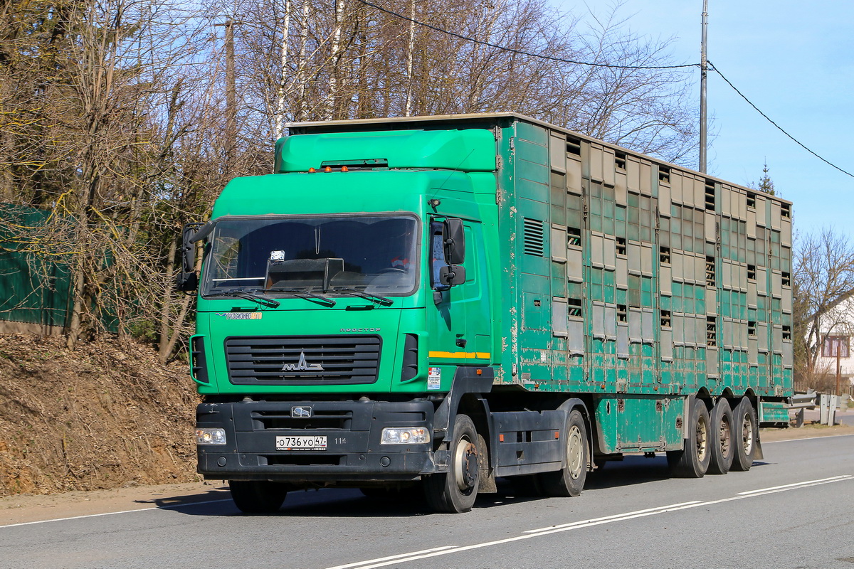 Ленинградская область, № О 736 УО 47 — МАЗ-5440C9