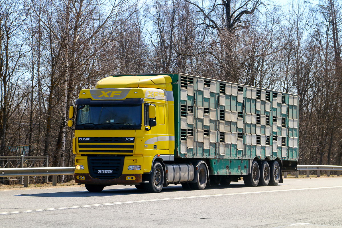 Ленинградская область, № В 666 УВ 47 — DAF XF105 FT